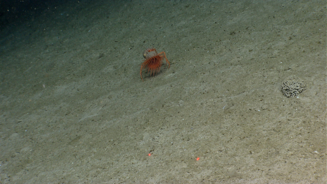 Hermit crab with symbiotic anemone
