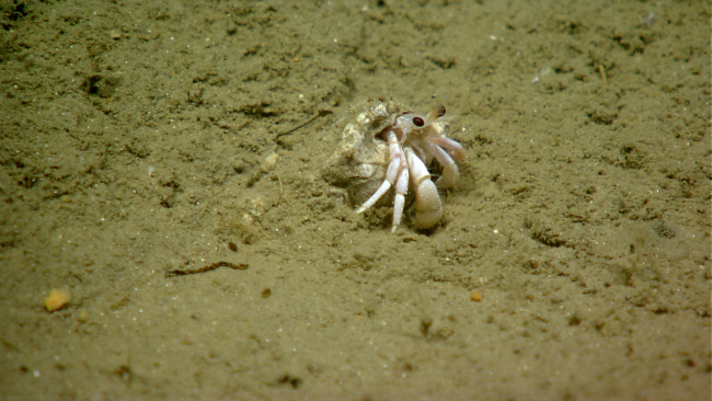 White hermit crab seemingly outgrowing its shell