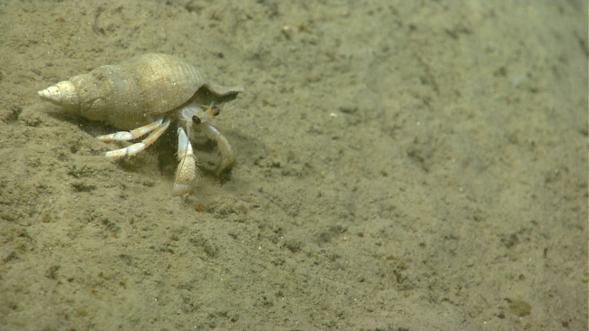 Hermit crab in welk shell