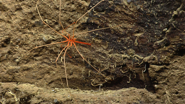 Orange pycnogonid crab on a rock surface