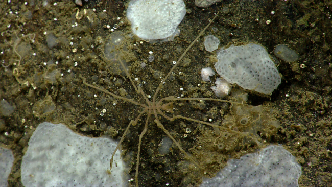 Sea spider in the midst of small sponges