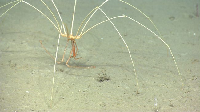 Pycnogonid crab with feeding proboscis extending below its body