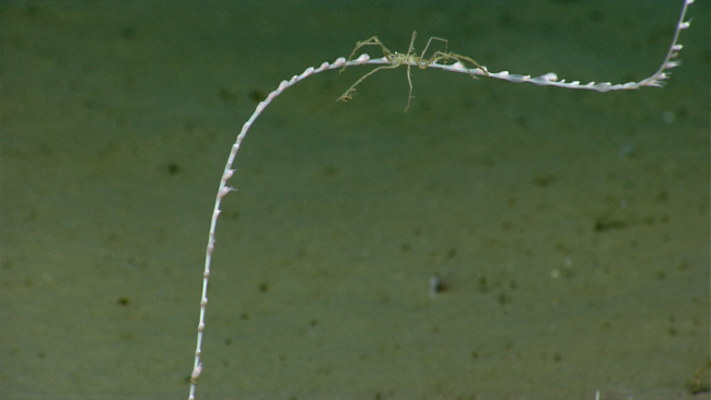 Sea spider on a bamboo whip coral
