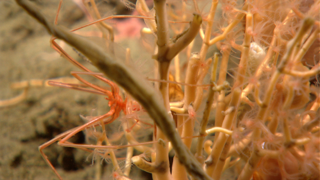 Pycnogonid crab on a small octocoral