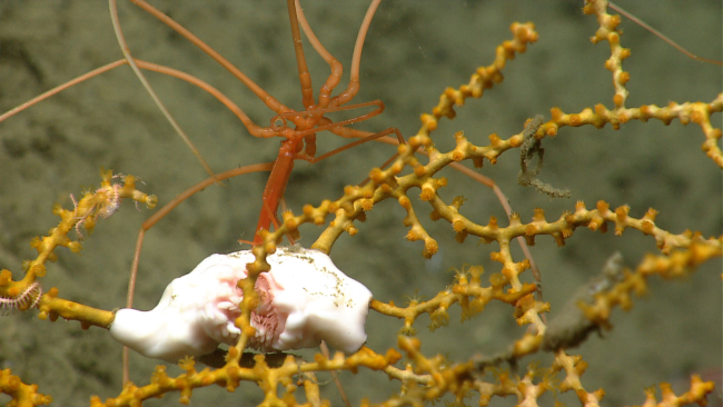 Pycnogonid crab with feeding proboscis extending below its body on a smallparamuricean coral
