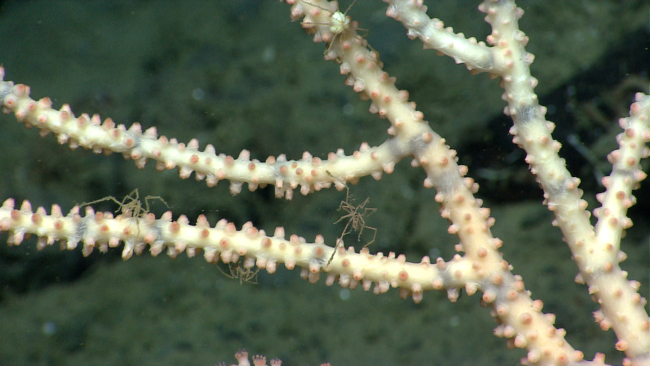 Four sea spiders visible on a bamboo coral
