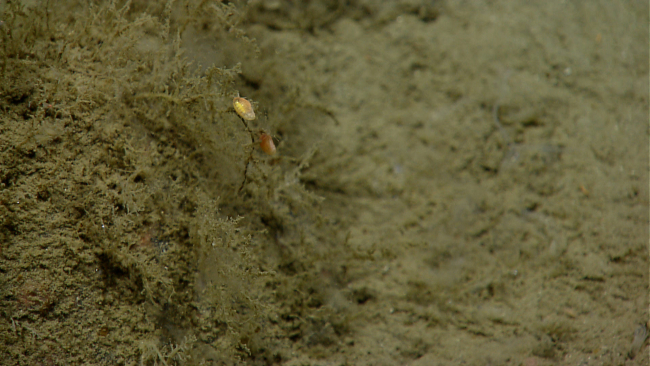 Amphipods? on a small hydroid