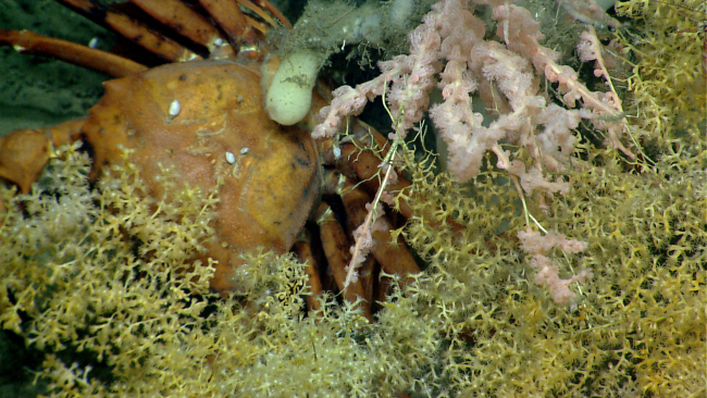 A large crab in a thicket of small corals and sponges
