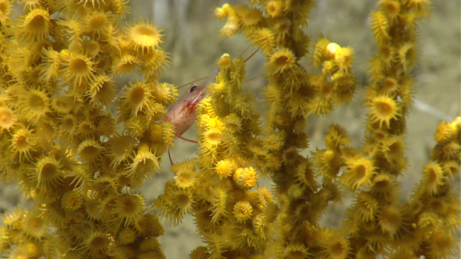 Yellow zooanthids colonize a Paramuricea coral bush