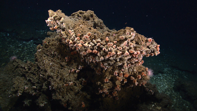 A rock outcrop literally covered with cup corals in close proximity to a coldseep area covered with dead mussel shells