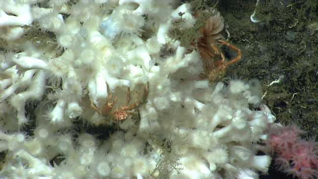 Lophelia pertusa coral with two squat lobsters and a small Paragorgia coral tothe lower right of image