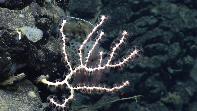 Small whitish pink octocoral on rock outcrop with polyps extended