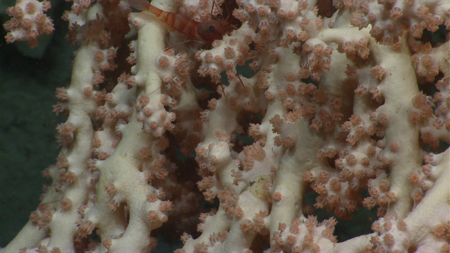 A beautiful white octocoral with a red-banded shrimp in upper center of image