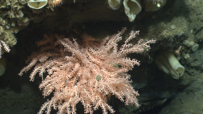 Peach-colored octocoral with striped soldier shrimp on a rock wall with numerousvase sponges