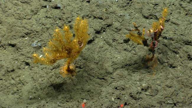 Two paramuricid coral bushes with associated brittle stars