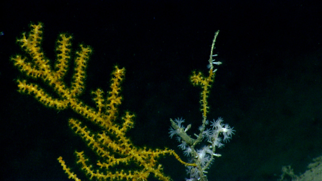Paramuricid coral with small white octocorals colonizing dead branch