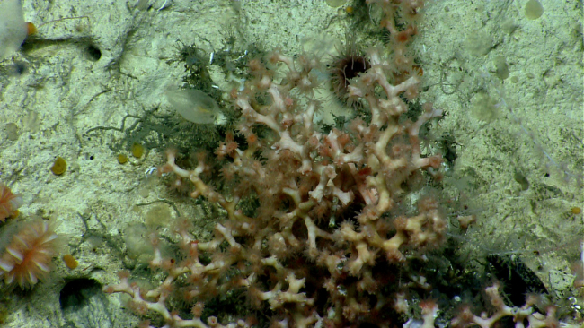 Deep sea scleractinian coral