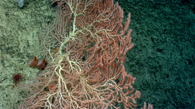 Deep sea gorgonian octocoral