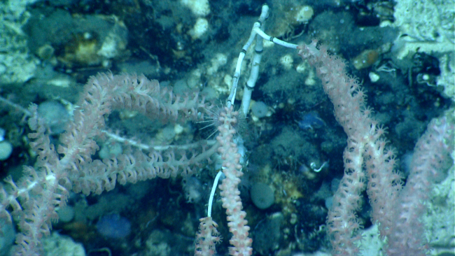 Deep sea bamboo octocoral