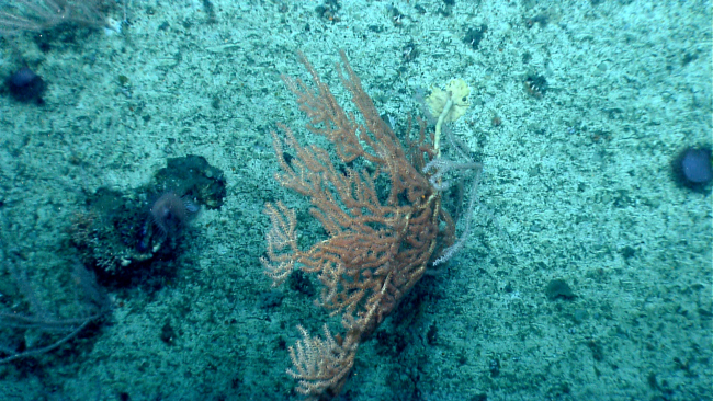 Deep sea gorgonian octocoral with yellowish stalk