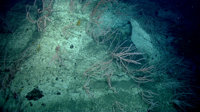 Deep sea bamboo octocorals