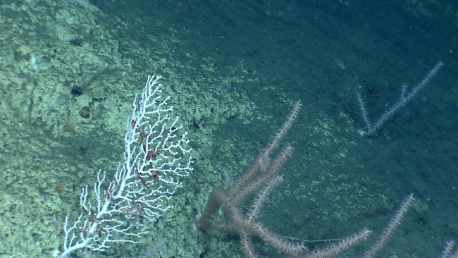 Deep sea white branching octocoral bush with many brittle stars and bamboocoral bushes