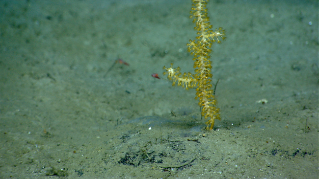 Odd appearing branching yellow-white octocoral