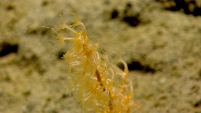 Odd appearing branching yellow-white octocoral