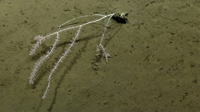 A toppled bamboo octocoral