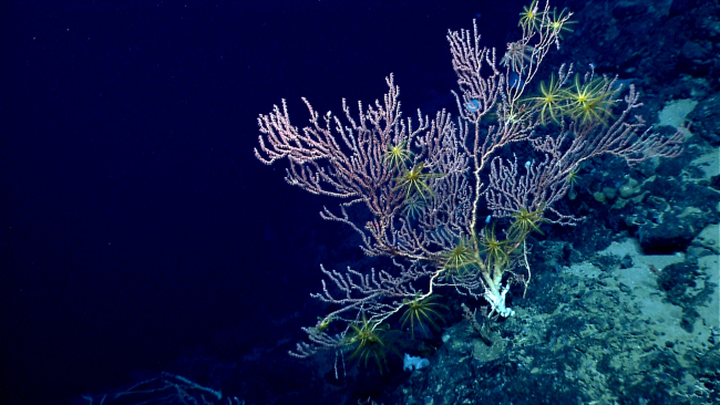A bamboo coral bush with numerous yellow feather star crinoids and twowhitish brown crinoids