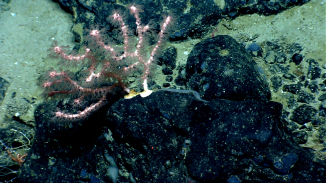 Small pink octocoral bush and numerous bluish sponges