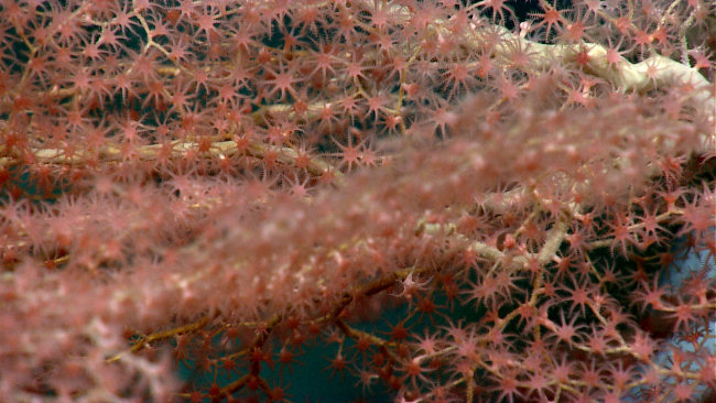 A large octocoral bush with pink polyps