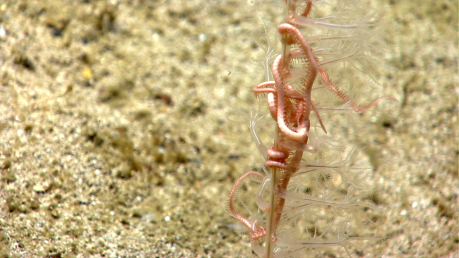 A translucent pennatulacean coral with pink brittle star