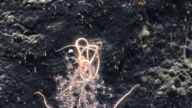 A chrysogorgid coral with whitish pink brittle star at its top