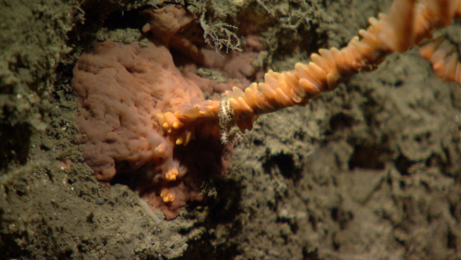 Deep sea coral
