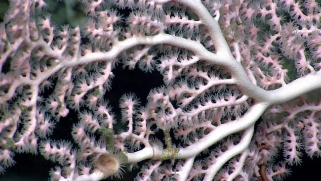 Small anemone on whitish-purple Paragorgia sp