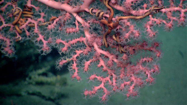Brittle stars on outer branches of Paragorgia sp
