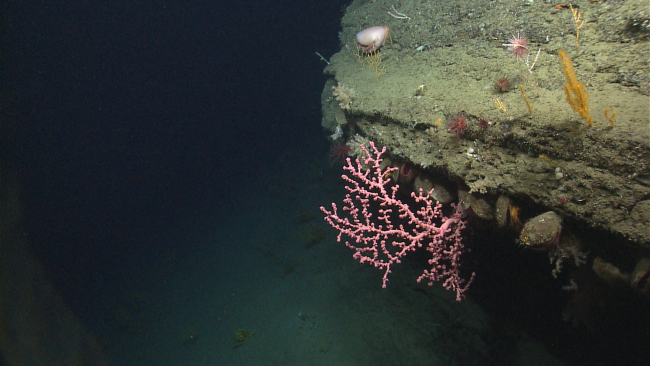 A small paragorgia coral with polyps retracted extending horizontally outwardfrom a ledge