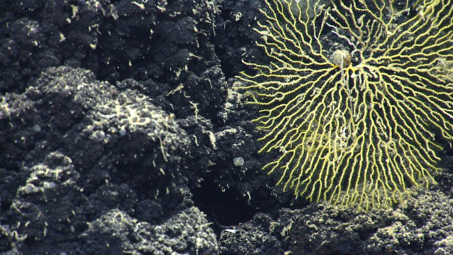 A yellow bryozoan