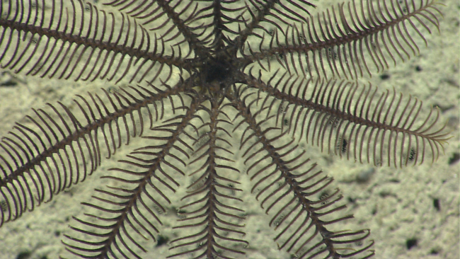 A stalked crinoid, sometimes called a sea lily