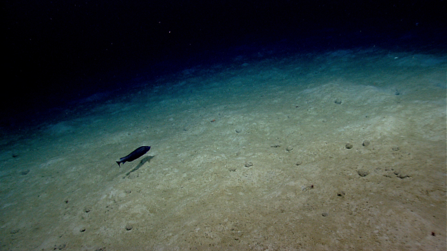 Deep sea fish