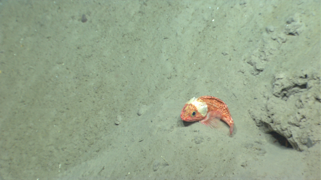 Blackbelly rosefish (Helicolenus sp