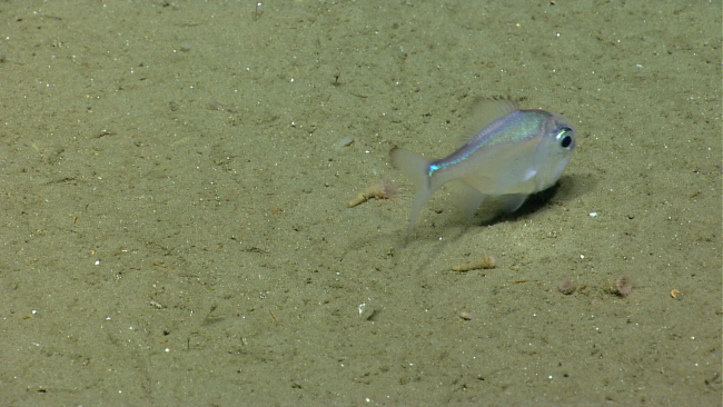 Deep sea fish