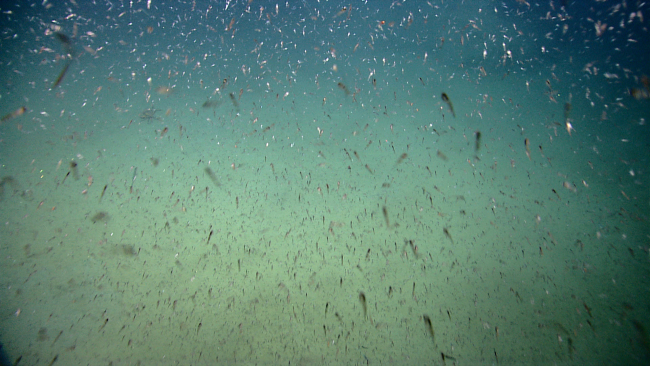 A swarm of krill? juvenile fish?