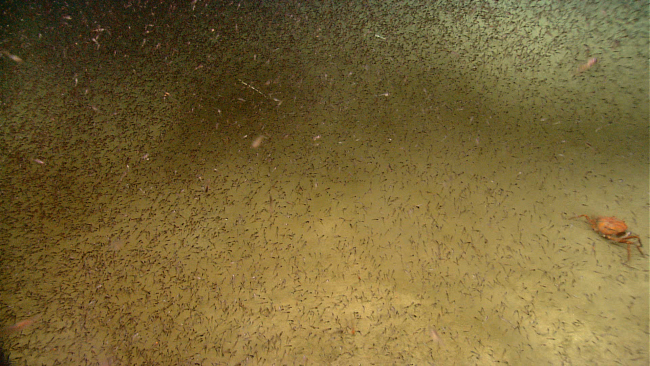 Sea floor seen through a swarm of small organisms