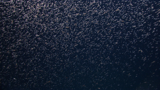 A swarm of krill seen against the backdrop of the eternal darkness of the deepsea