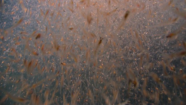 A swarm of krill