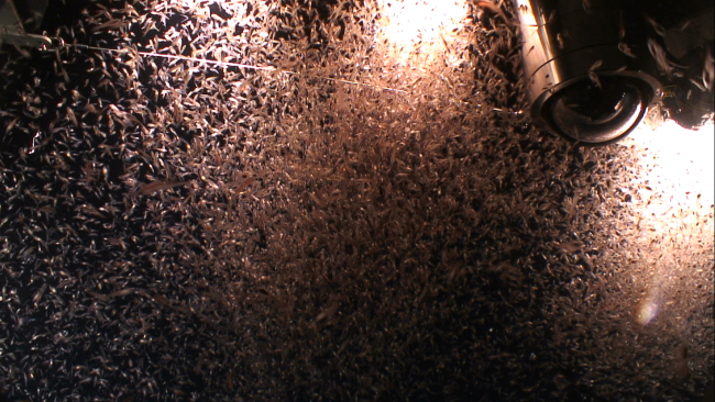A swarm of krill with larger predators