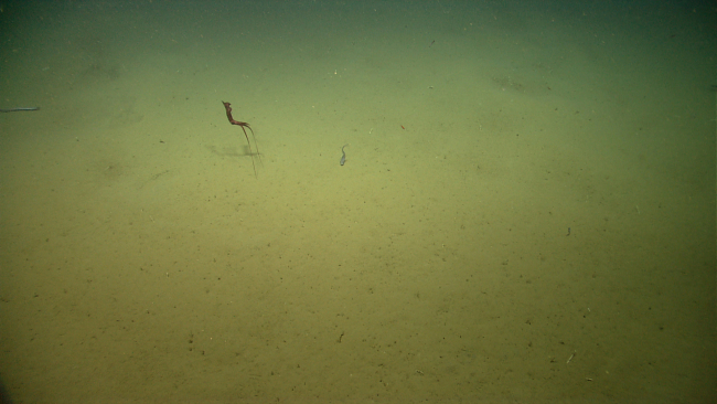 A spectacular deep sea squid (Mastigoteuthis sp