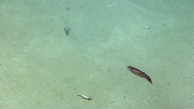 A squid propelling itself over a large white shrimp